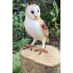 barn_owl_46277568