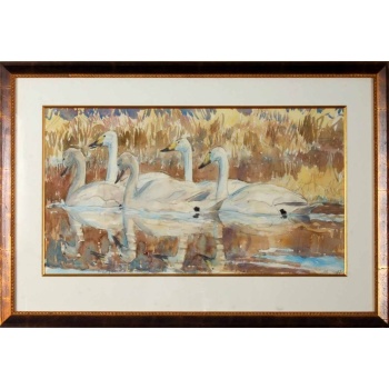 david_bennet_whooper_swan_family