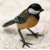 great_tit_glass_fnl